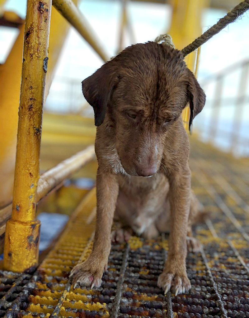 Illustration for article titled Una de estas dos teorías explicaría qué demonios hacía un perro nadando a 220 kilómetros de la costa de Tailandia